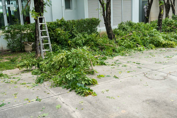 Best Tree Care Services  in Maricopa, CA